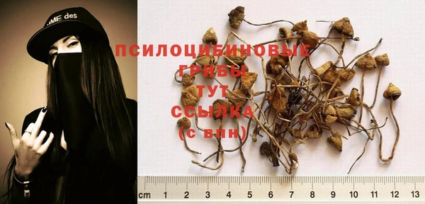 хмурый Белокуриха